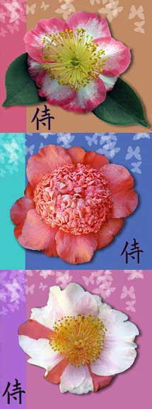 Camellia Higos and Species