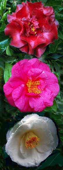 Winter to Spring Flowering - Japonicas and Hybrids