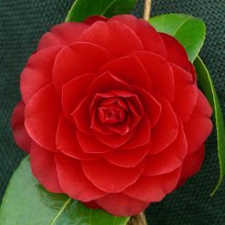 Camellia x williamsii 'Buttons n Bows' - Warners Nurseries