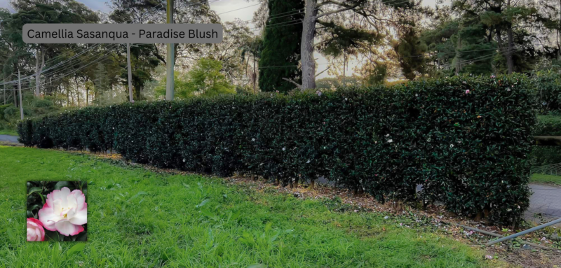 HEDGING - Camellias R Us