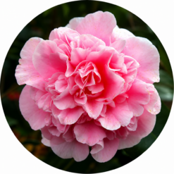 Winter to Spring Flowering - Japonicas and Hybrids