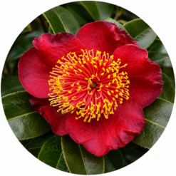 Camellia Higos and Species