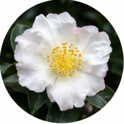 Autumn to Winter Flowering - Sasanquas